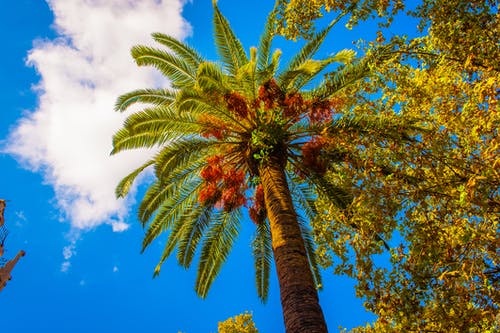 棕色和绿色的棕榈树 · 免费素材图片