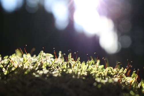 苔藓的浅焦点 · 免费素材图片