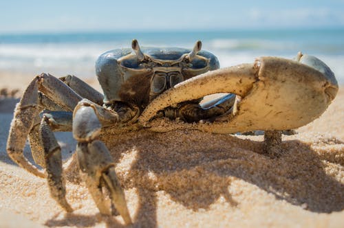 螃蟹在海滩上 · 免费素材图片