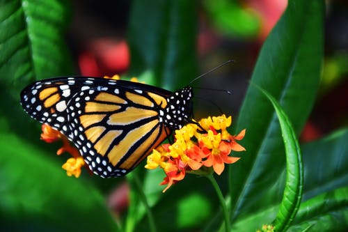 黑色和黄色蝴蝶的选择性聚焦照片 · 免费素材图片
