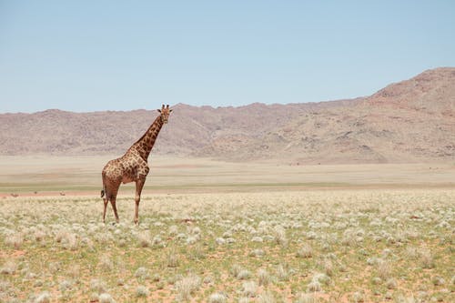 长颈鹿在田野中间 · 免费素材图片