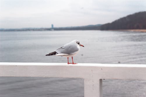 灰色和白色的鸟，栖息在白色的木栏杆上的照片 · 免费素材图片