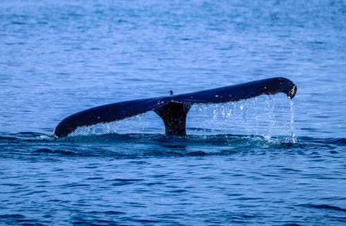 鲸鱼尾巴在水面上的照片 · 免费素材图片