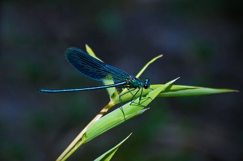 蓝绿色的植物在白天的蓝绿色蜻蜓 · 免费素材图片