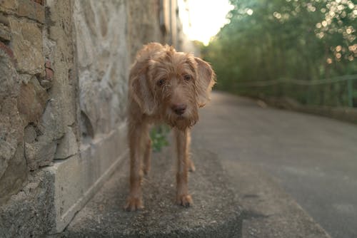布朗狗的照片 · 免费素材图片