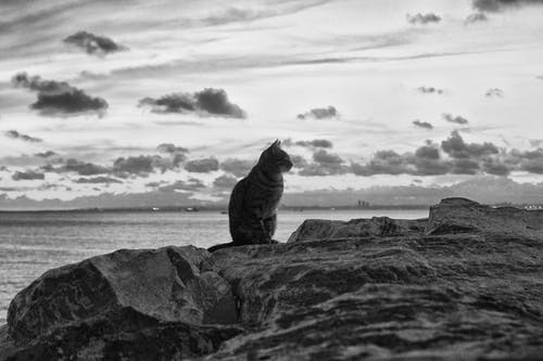 有关动物, 哺乳动物, 单色的免费素材图片