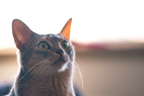 短毛灰猫的浅焦点 · 免费素材图片