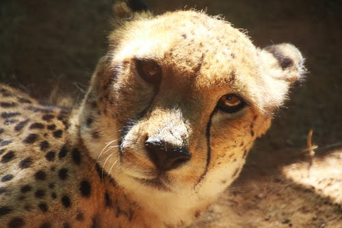 猎豹动物 · 免费素材图片
