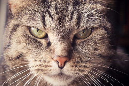 棕色虎斑猫的选择性聚焦摄影 · 免费素材图片