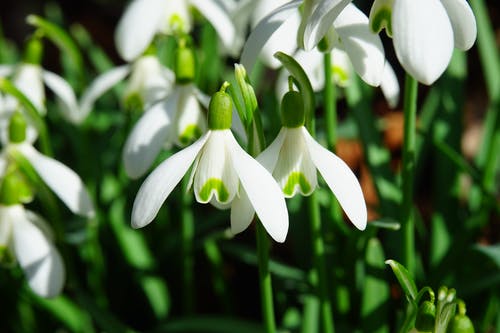 白绿的雪花莲花朵特写摄影 · 免费素材图片