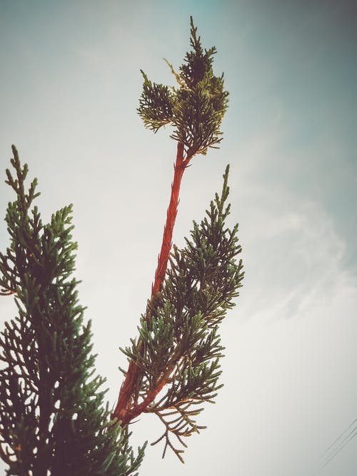 植物的特写照片 · 免费素材图片
