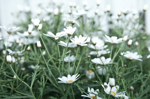 白色雏菊花场 · 免费素材图片