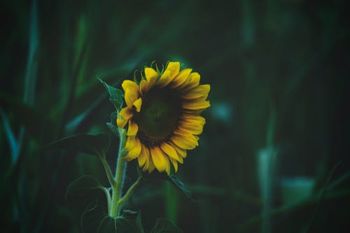 向日葵的浅焦点摄影 · 免费素材图片
