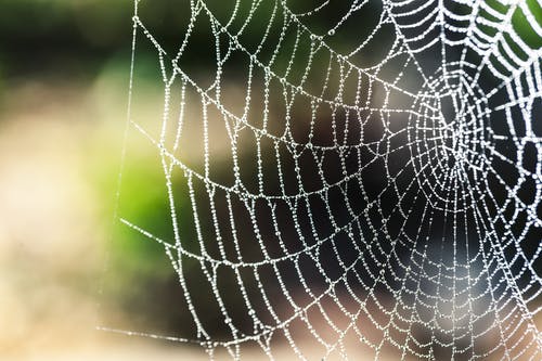 蜘蛛网选择性聚焦摄影 · 免费素材图片