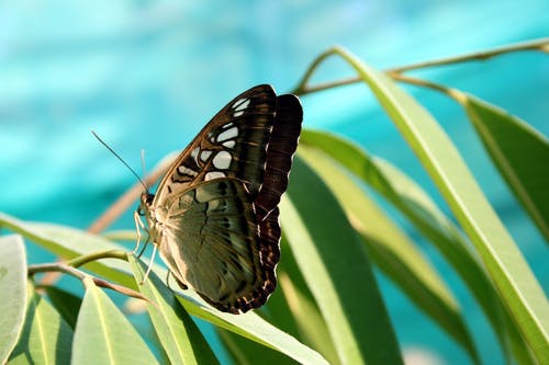 绿棕蝴蝶 · 免费素材图片