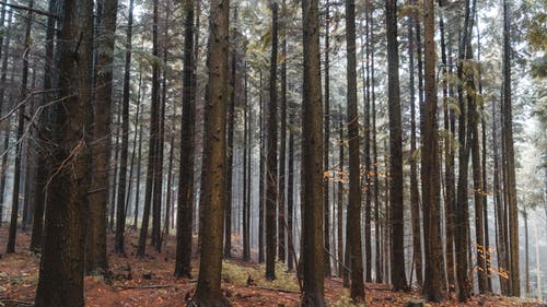 有关冷静, 华丽的, 吠的免费素材图片