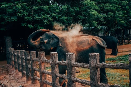 大象用沙子倒自己 · 免费素材图片