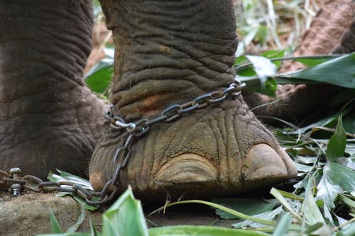 棕色大象与链 · 免费素材图片