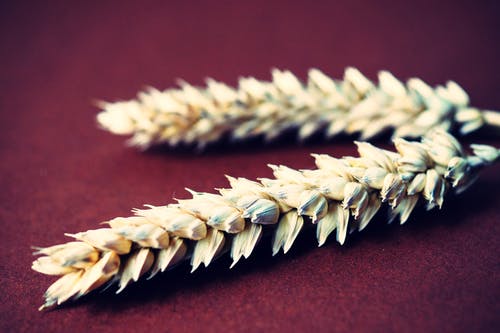 两个白小麦 · 免费素材图片