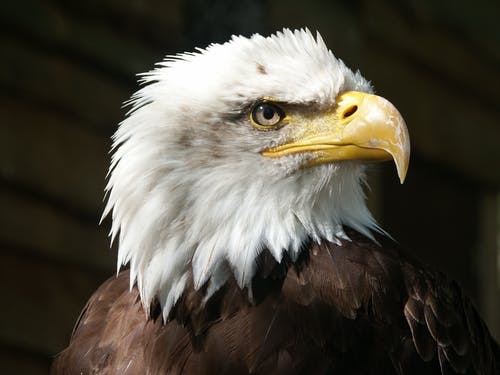 白头鹰 · 免费素材图片