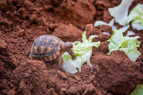 小乌龟在土壤上的照片 · 免费素材图片
