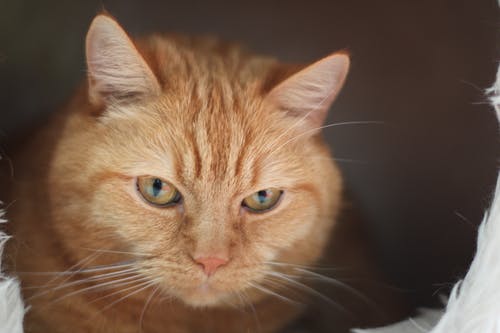 关闭了橙色的虎斑猫的照片 · 免费素材图片