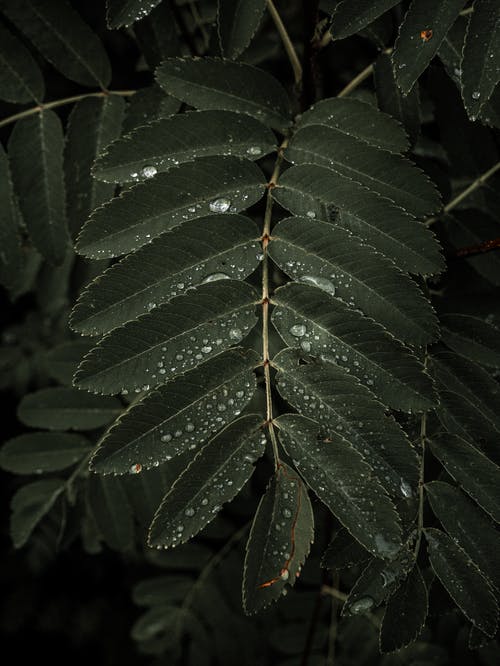 叶子与水滴的特写照片 · 免费素材图片