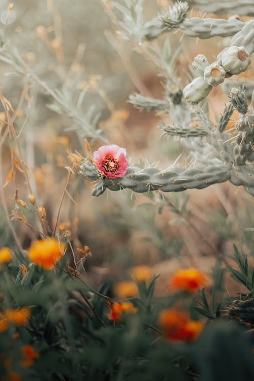 有关仙人掌, 刺, 垂直拍摄的免费素材图片