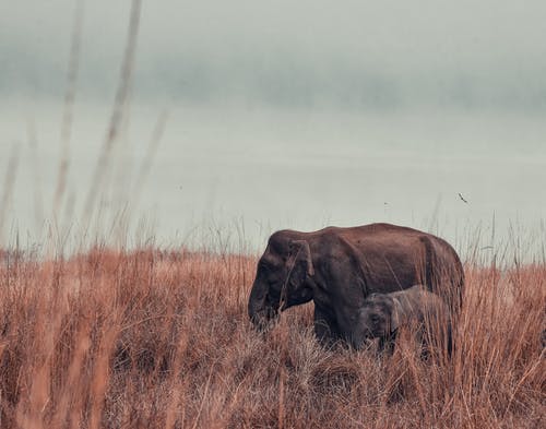 棕色大象与小象在棕色草地上 · 免费素材图片