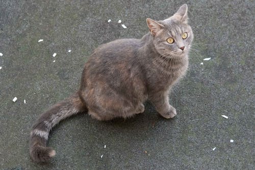 有关动物摄影, 可爱, 可爱的的免费素材图片