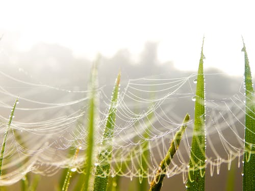 绿色芦荟植物 · 免费素材图片