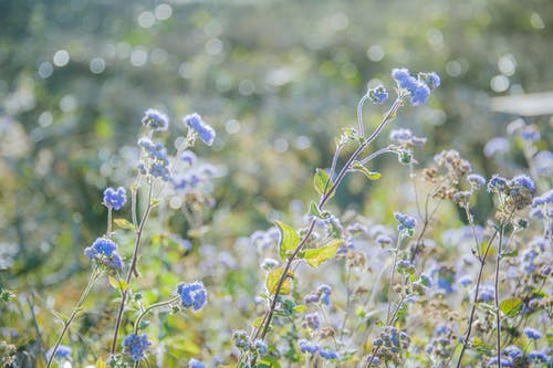 蓝色香ger草花的选择性聚焦摄影 · 免费素材图片