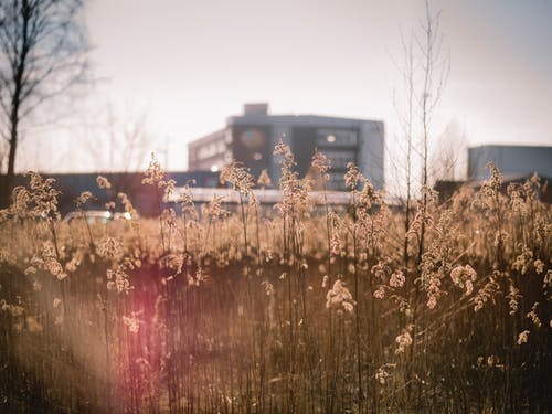 白花在城市附近提起的选择性焦点照片 · 免费素材图片