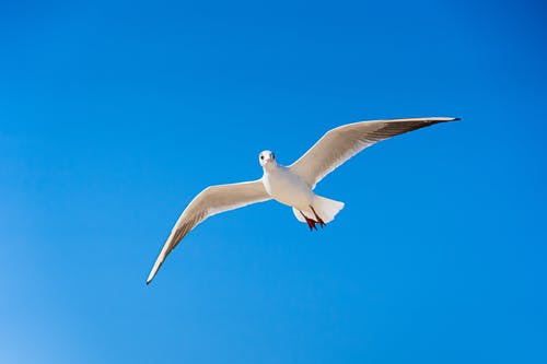 白海鸥飞翔在蓝天下 · 免费素材图片