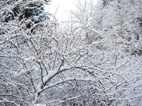 冰雪覆盖的裸树 · 免费素材图片