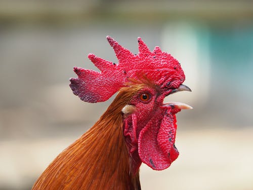 公鸡选择性摄影 · 免费素材图片