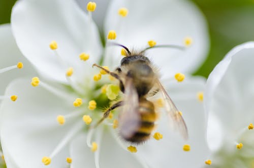 白花的棕色蜜蜂 · 免费素材图片