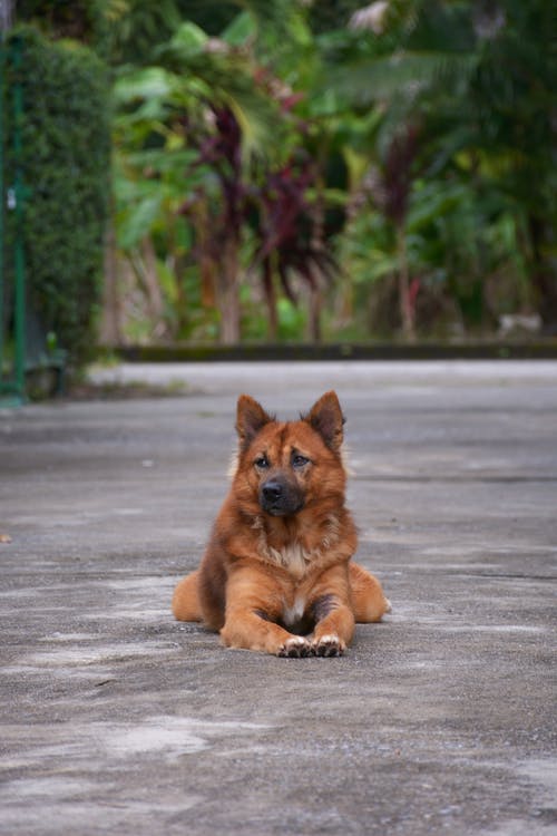 有关动物, 哺乳动物, 国内的免费素材图片