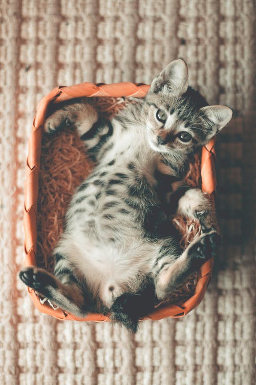 平纹小猫躺在橙色的篮子里的照片 · 免费素材图片