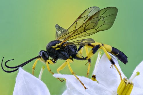 黄蜂在花上的微距摄影 · 免费素材图片