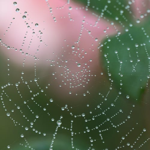 蜘蛛网与水滴的微距摄影 · 免费素材图片