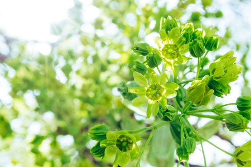 绿色花朵的倾斜移位摄影 · 免费素材图片