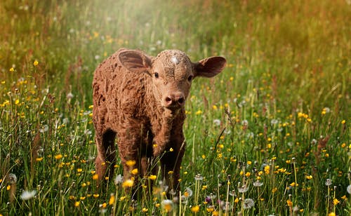 布朗羊在草地上 · 免费素材图片