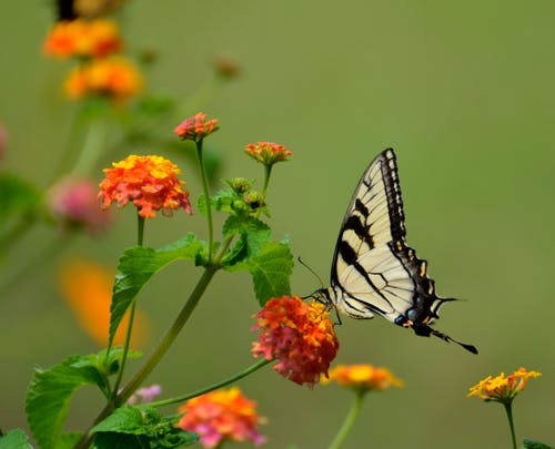 宏观摄影中黄色花朵上的白色和黑色蝴蝶 · 免费素材图片