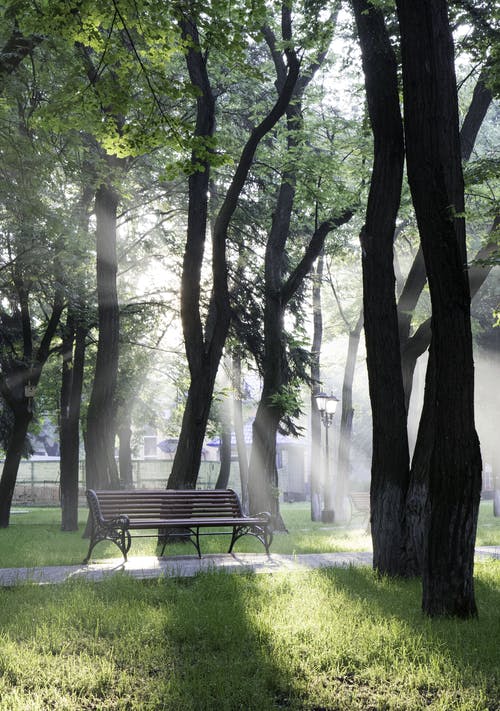 树木下的长凳 · 免费素材图片