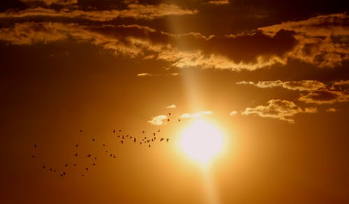 群鸟在阳光和云下飞行 · 免费素材图片