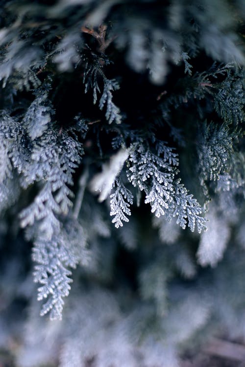 绿松树覆盖着雪 · 免费素材图片