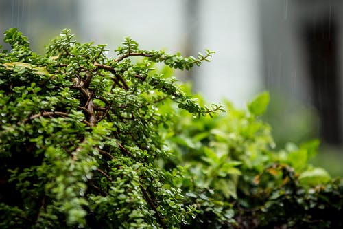 绿草的特写照片 · 免费素材图片