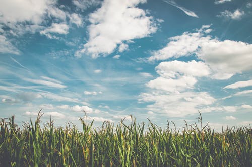 白天白云与蓝天下的玉米田 · 免费素材图片