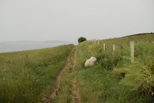 狭窄的道路，在绿色的田野 · 免费素材图片